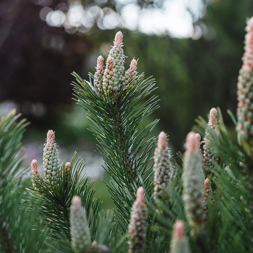 Dwarf Mugo Pine Shrub - Image 3