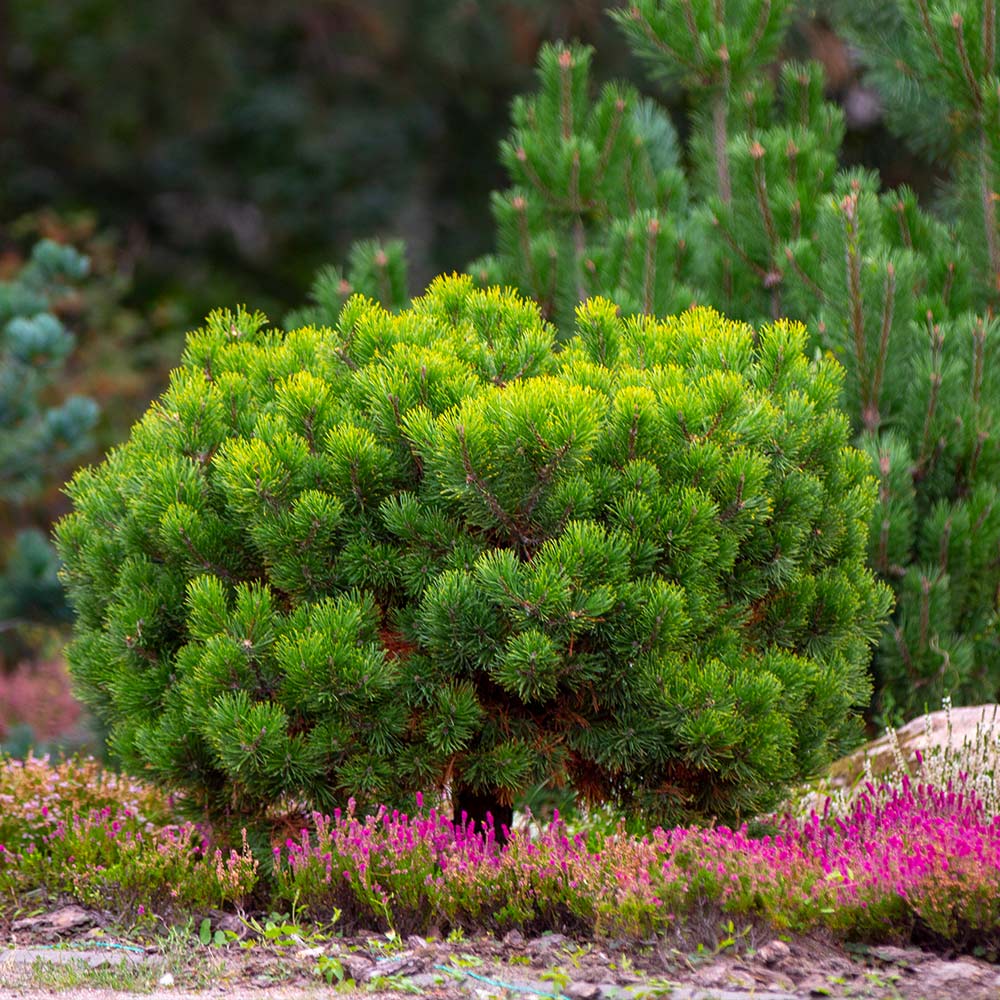 Dwarf Mugo Pine Shrub - Image 4