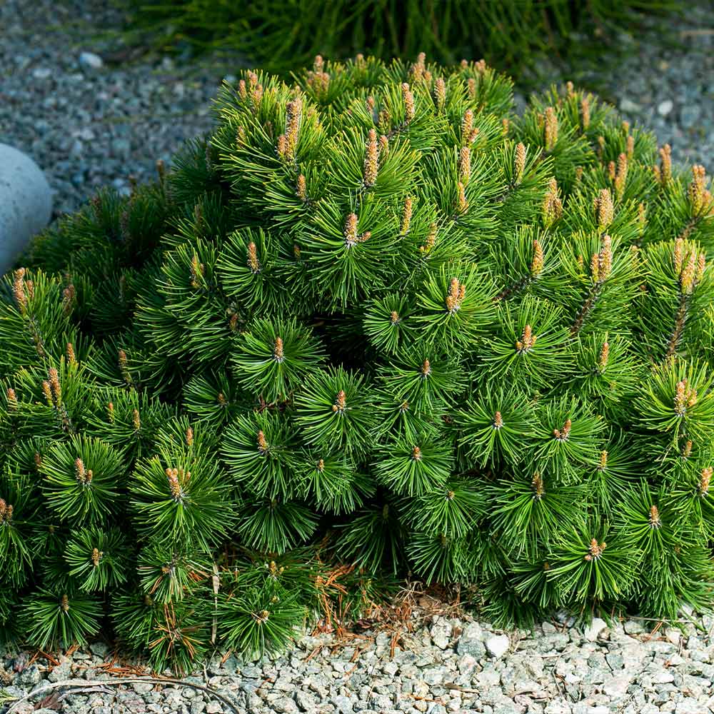 Dwarf Mugo Pine Shrub - Image 5