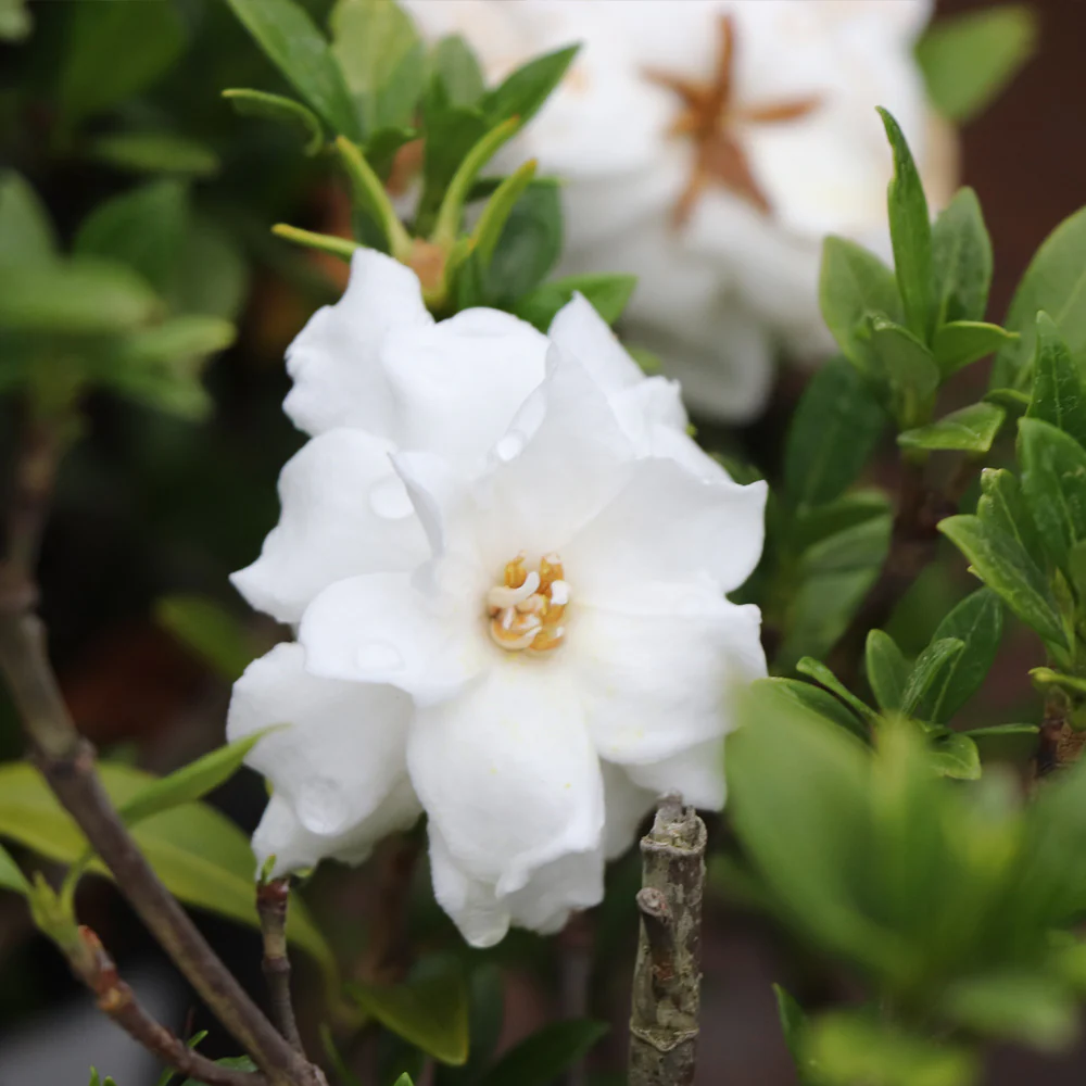 Dwarf Radicans Gardenia - Image 3