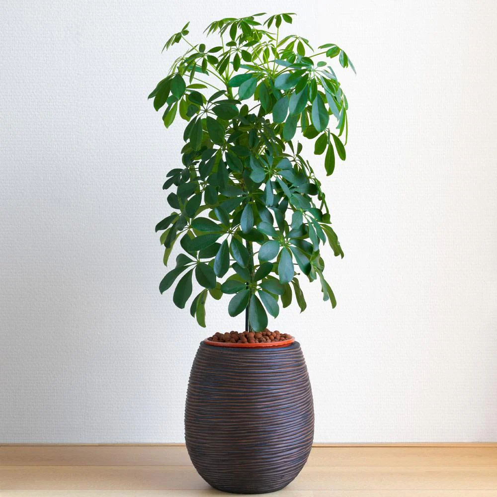 Dwarf Umbrella Tree - Image 2