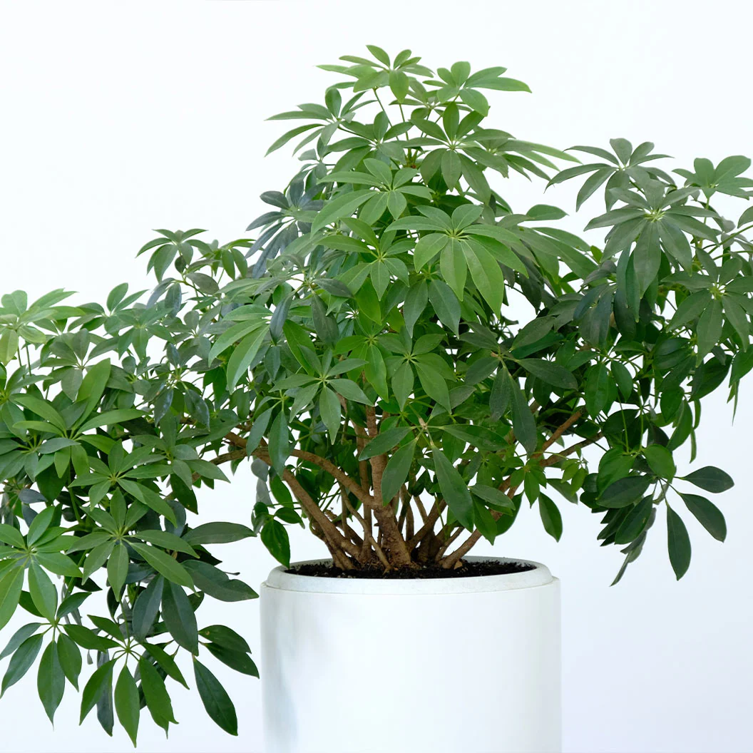 Dwarf Umbrella Tree - Image 4