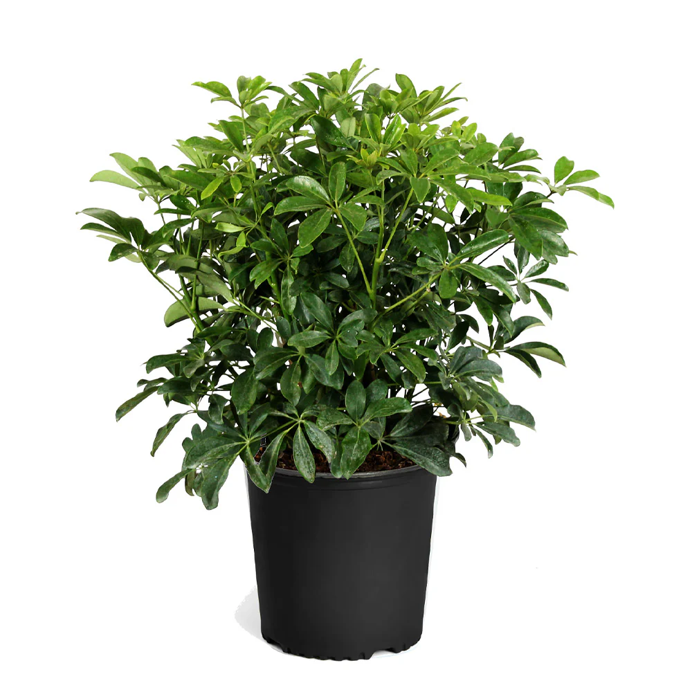 Dwarf Umbrella Tree - Image 5
