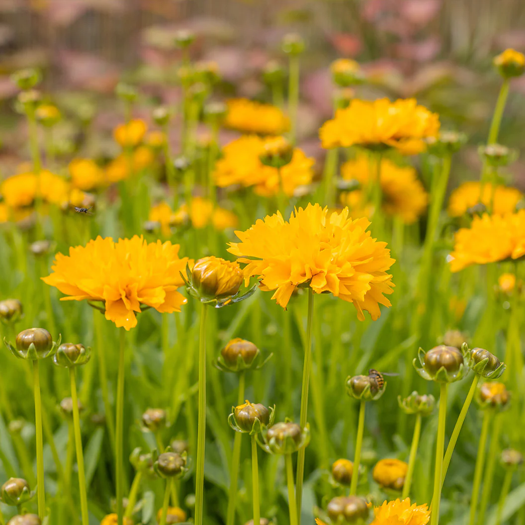 Early Sunrise Coreopsis Plant - Image 2