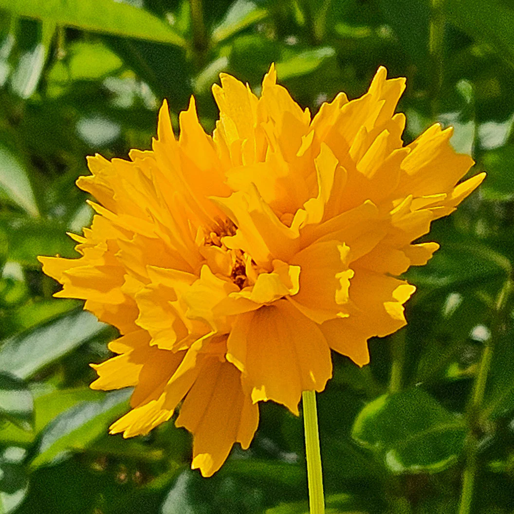 Early Sunrise Coreopsis Plant - Image 3