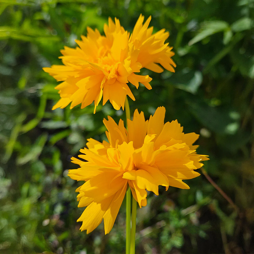 Early Sunrise Coreopsis Plant - Image 4