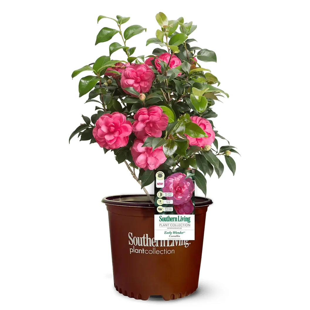 Early Wonder® Camellia Shrub - Image 3