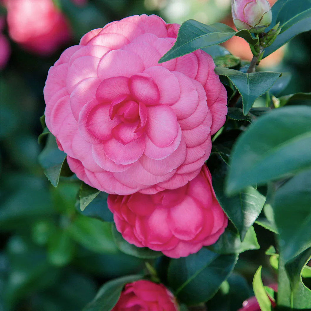 Early Wonder® Camellia Shrub - Image 4