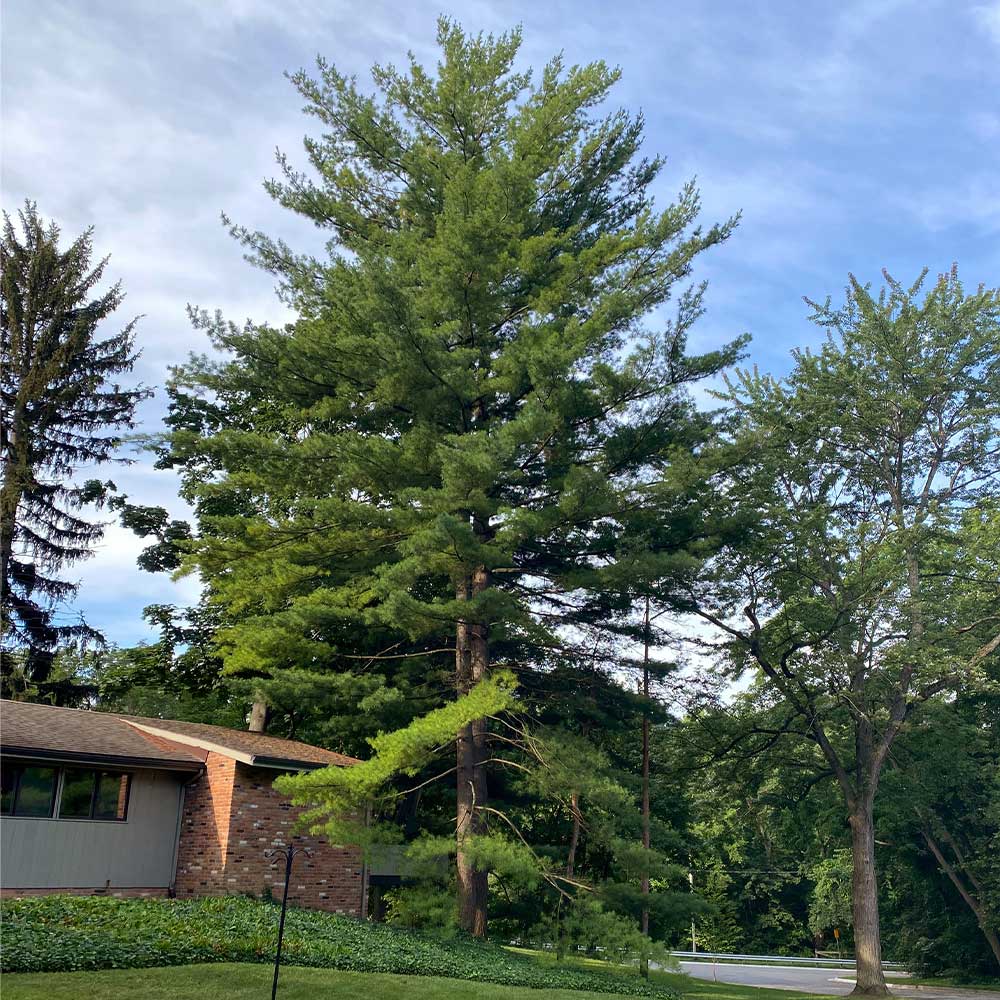 Eastern White Pine Tree - Image 3