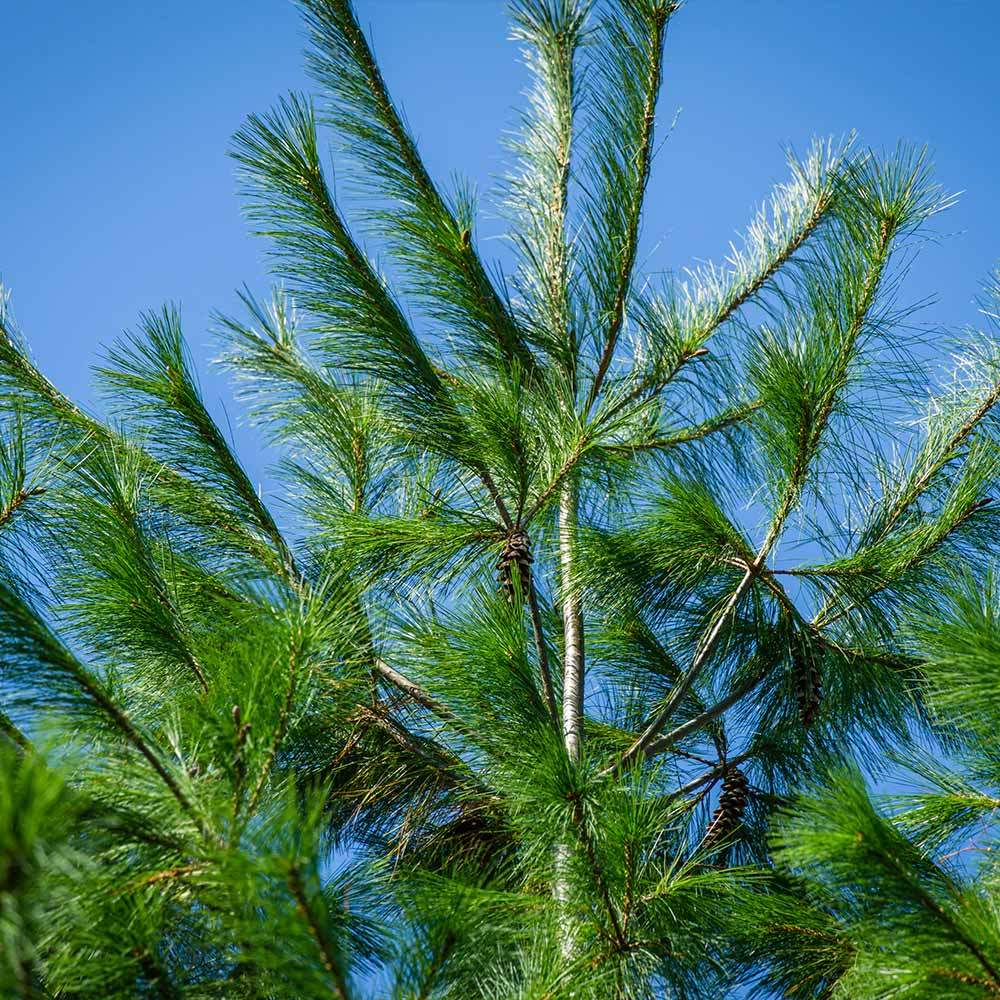 Eastern White Pine Tree - Image 4