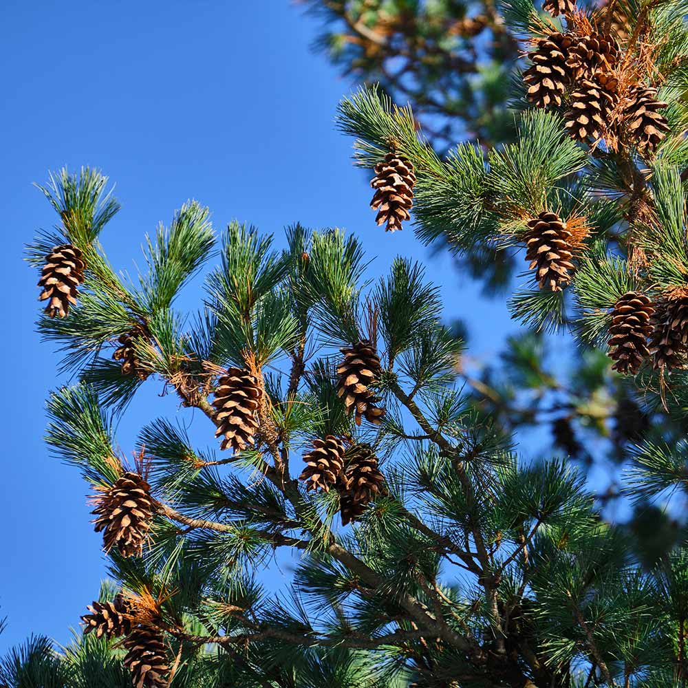 Eastern White Pine Tree - Image 5
