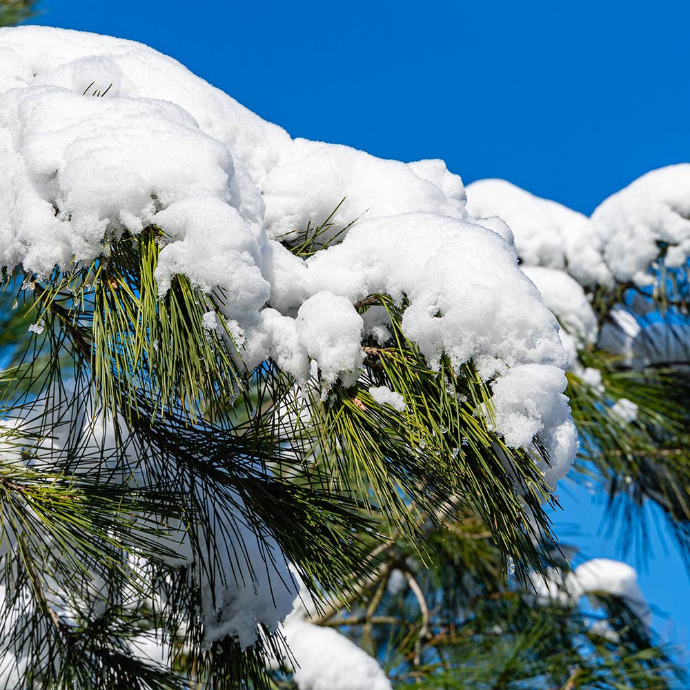Eastern White Pine Tree - Image 6
