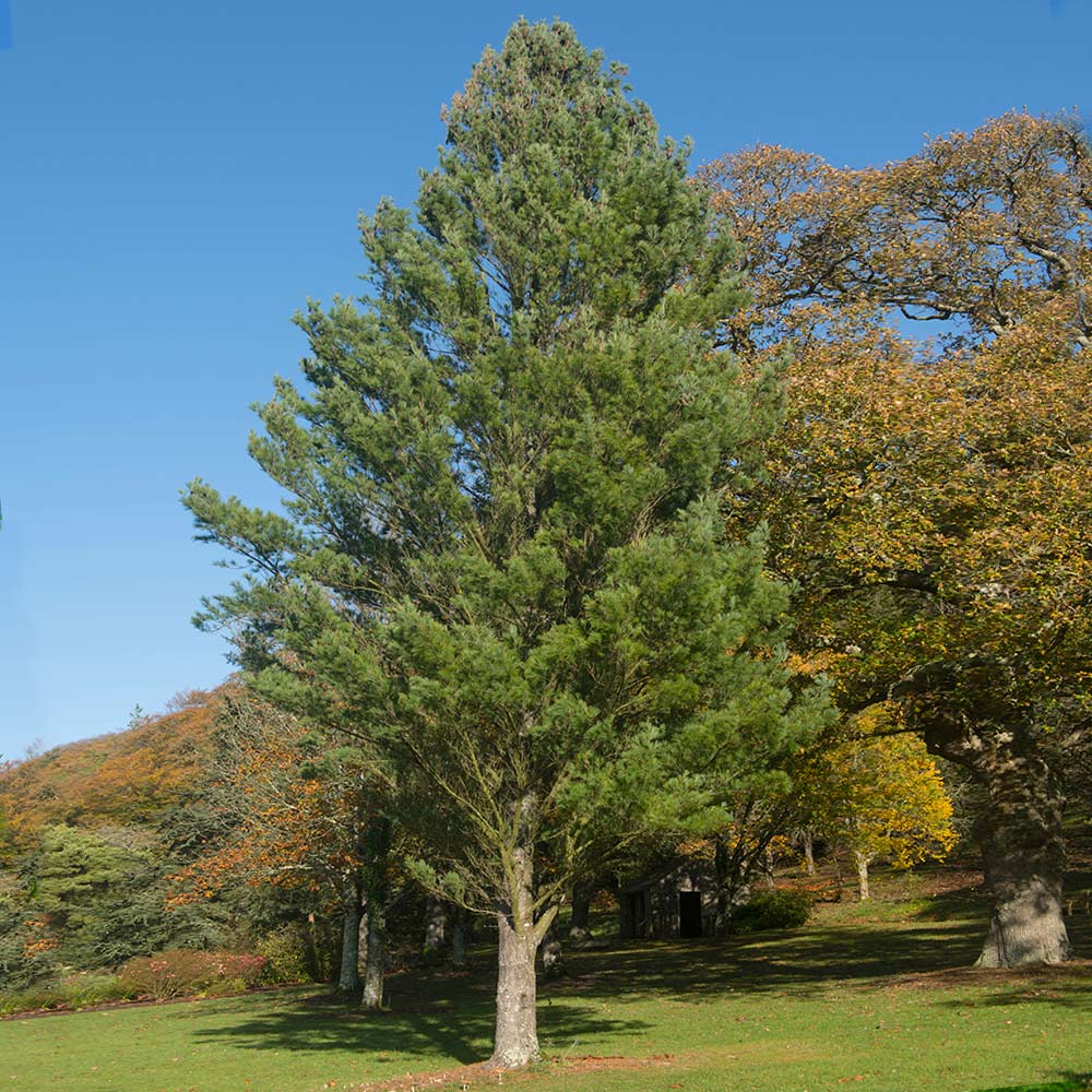Eastern White Pine Tree - Image 7