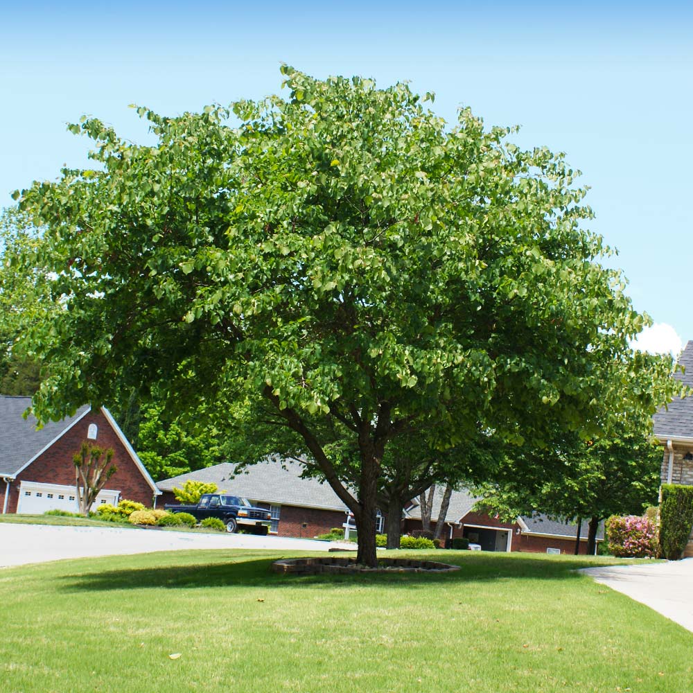 Eastern Redbud Tree - Image 3