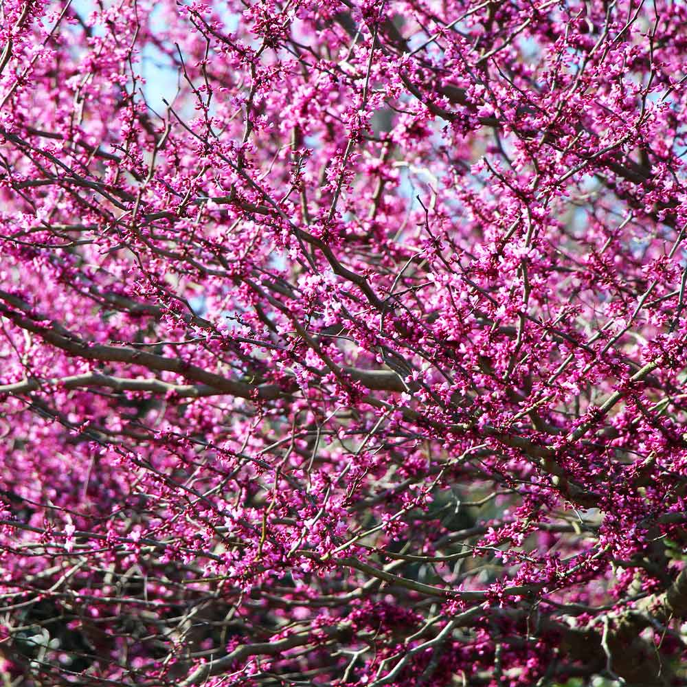 Eastern Redbud Tree - Image 4