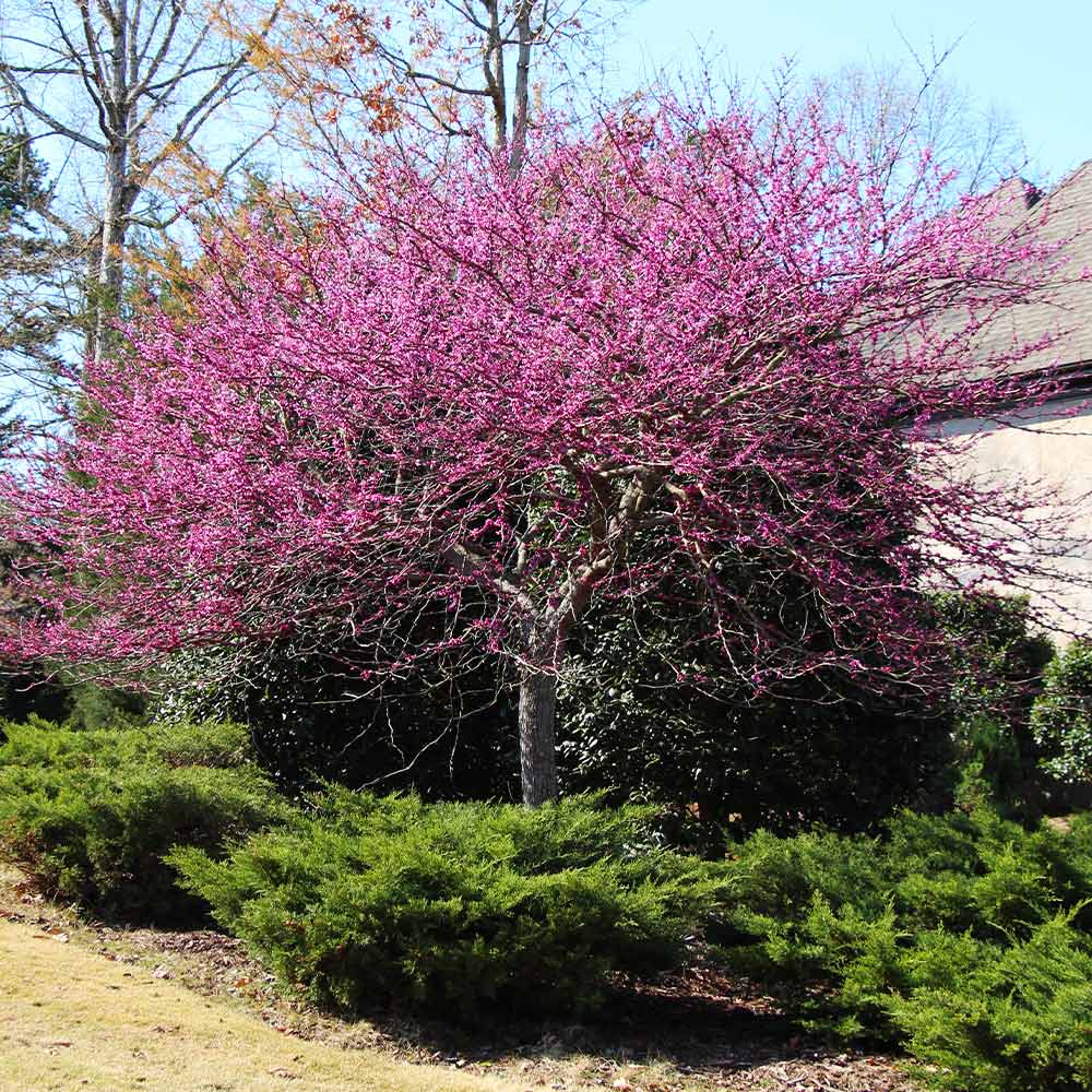 Eastern Redbud Tree - Image 5