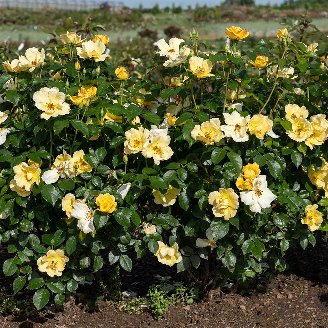 Easy Bee-zy Knock Out® Rose - Image 2