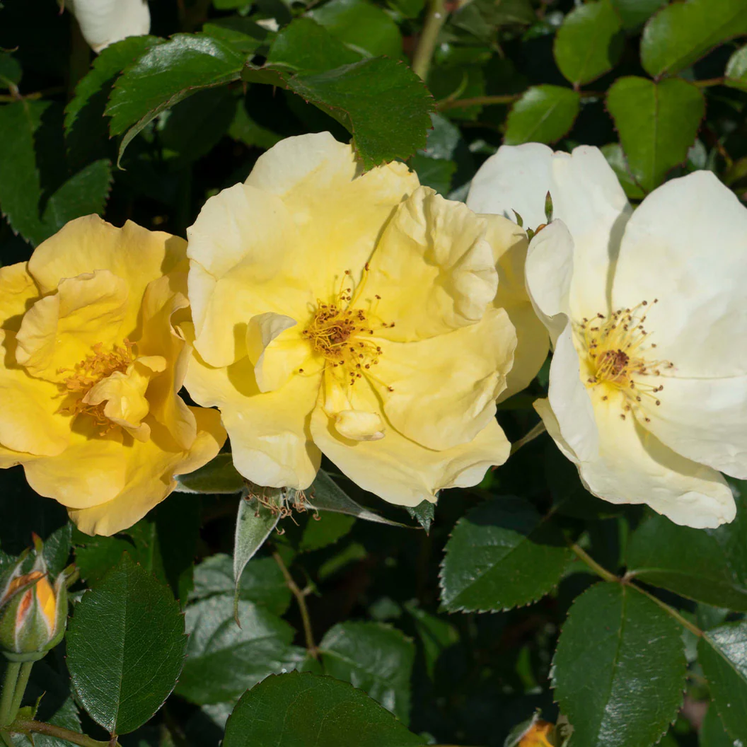 Easy Bee-zy Knock Out® Rose - Image 3