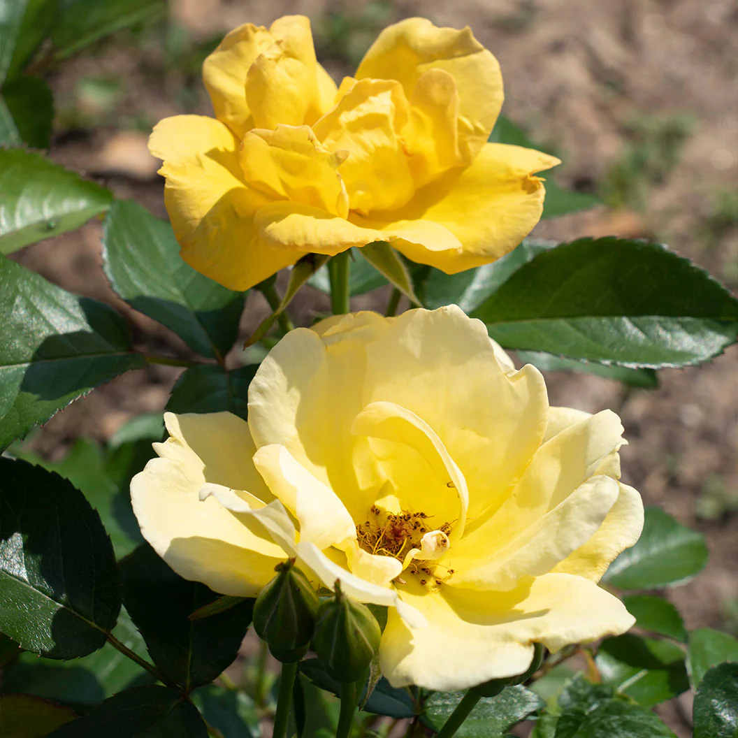 Easy Bee-zy Knock Out® Rose - Image 4