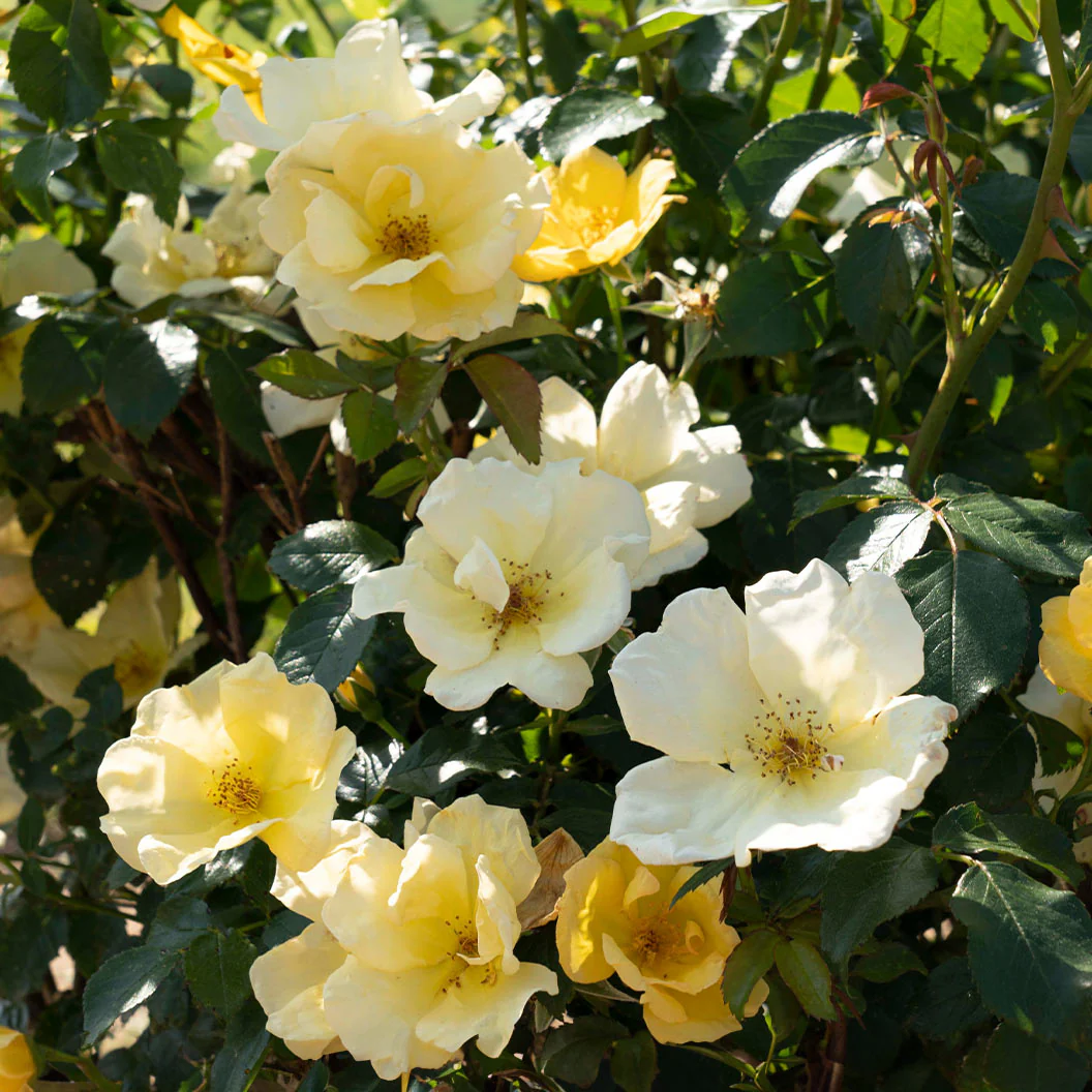 Easy Bee-zy Knock Out® Rose - Image 5