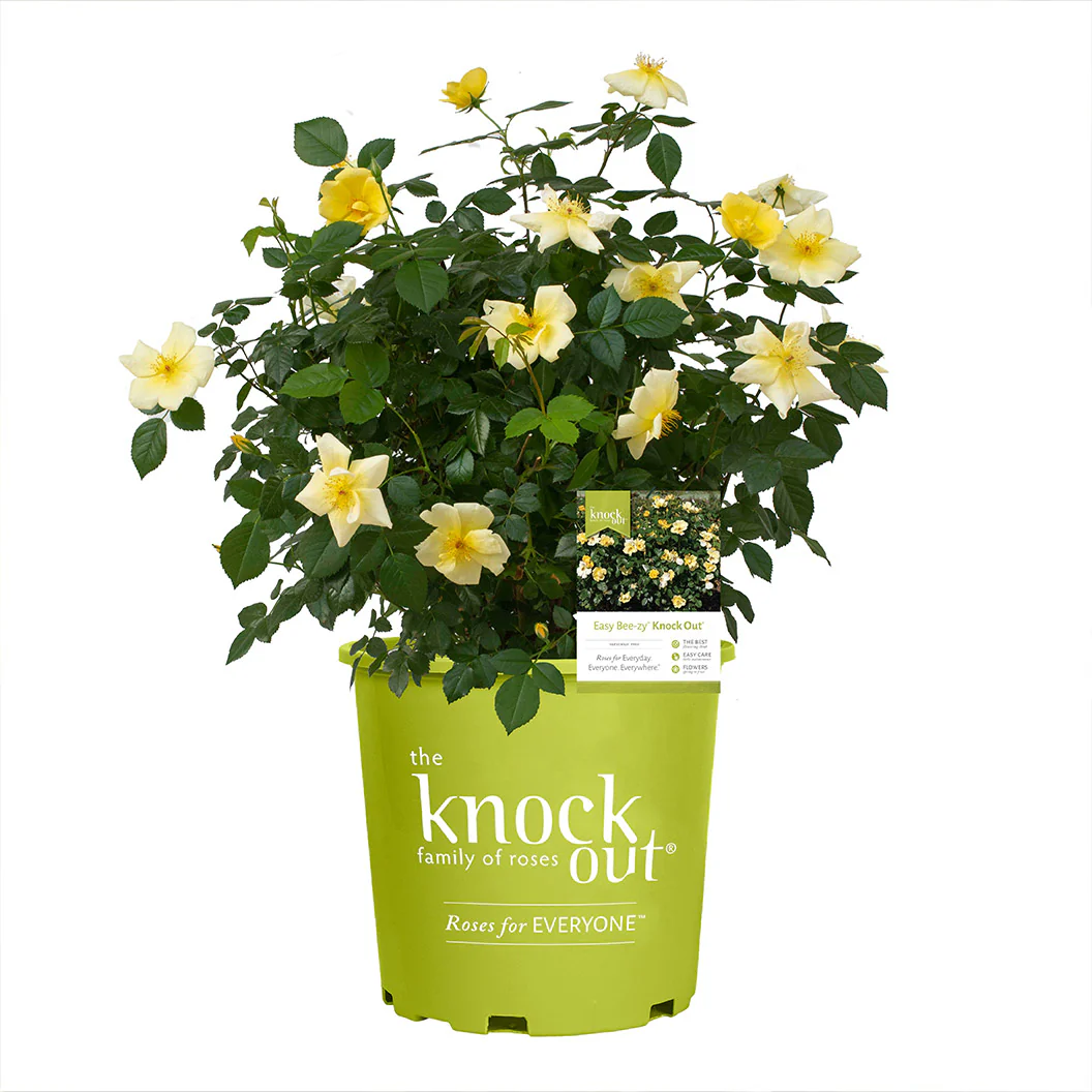 Easy Bee-zy Knock Out® Rose - Image 6