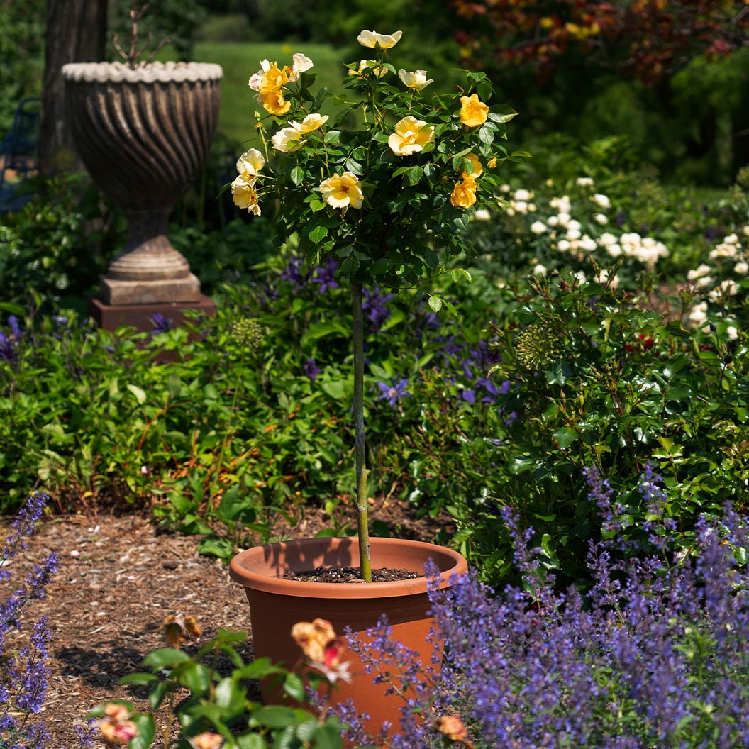 Easy Bee-zy Knock Out® Rose Tree - Image 2
