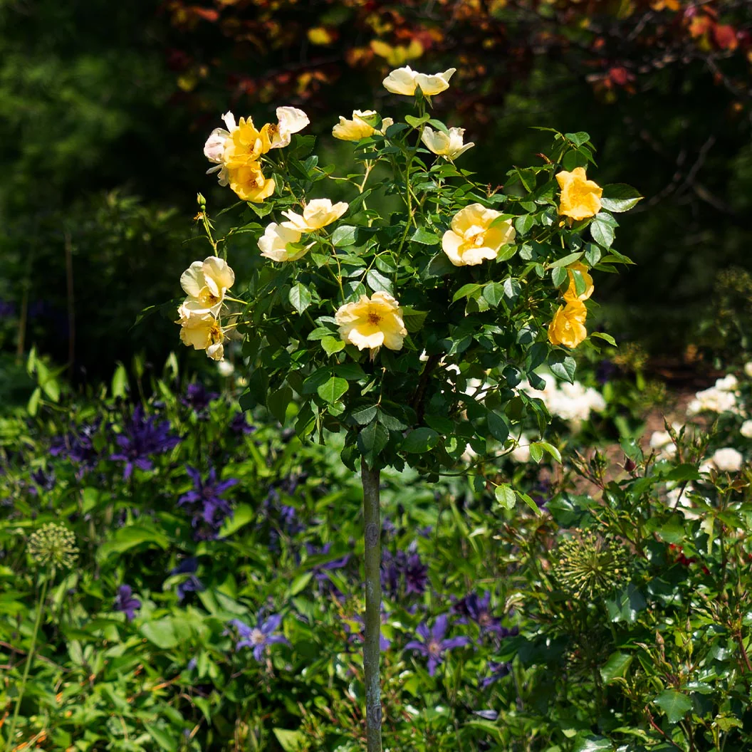 Easy Bee-zy Knock Out® Rose Tree - Image 3