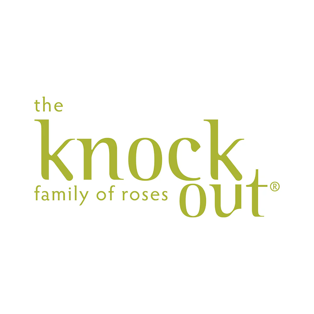 Knock Out® Rose Tree - Image 8