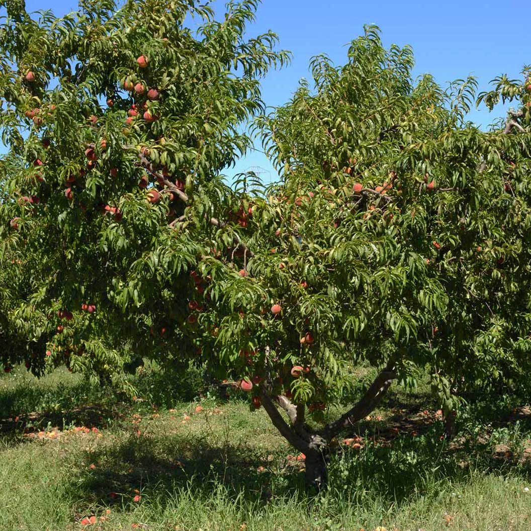 Elberta Peach Tree - Image 3