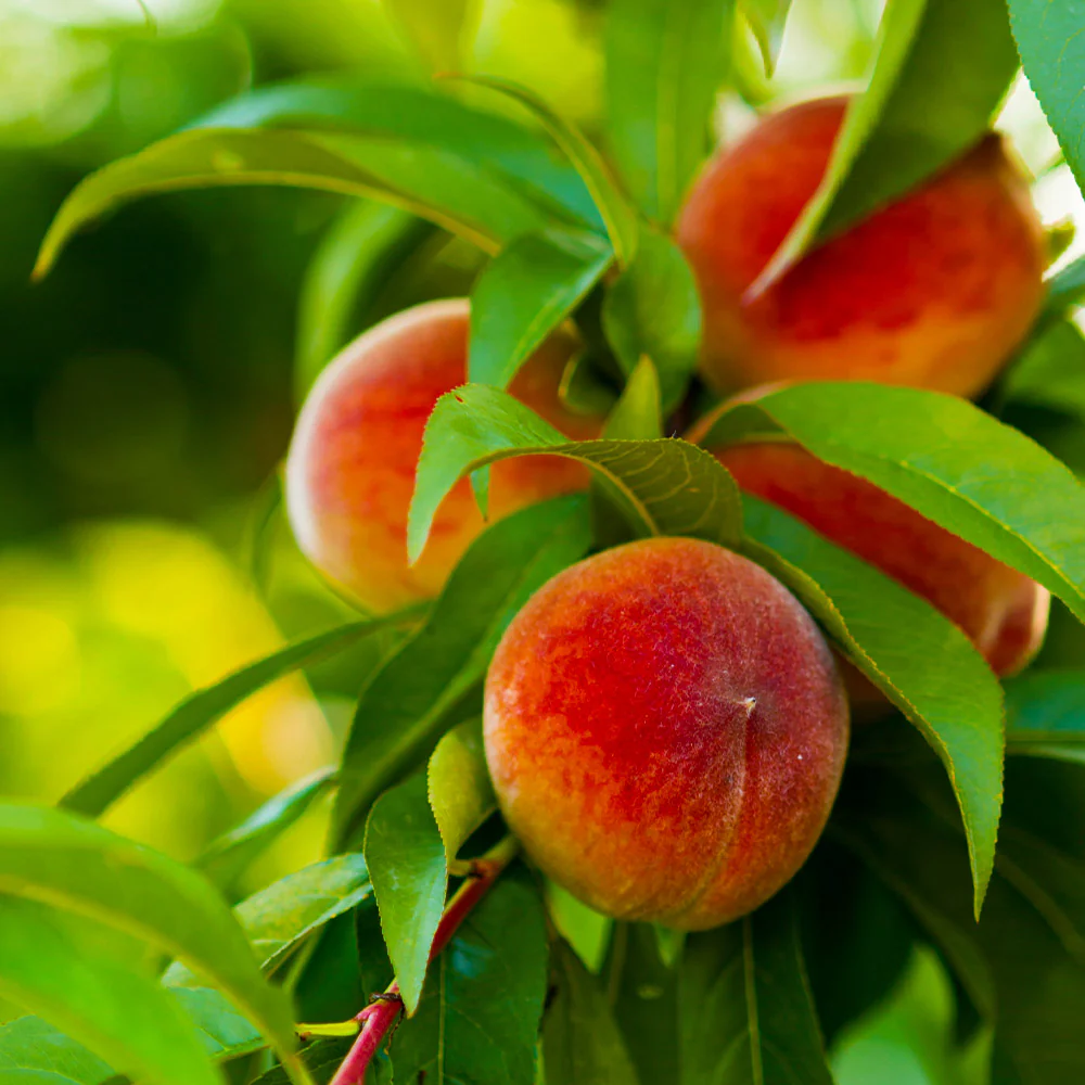 Elberta Peach Tree - Image 4