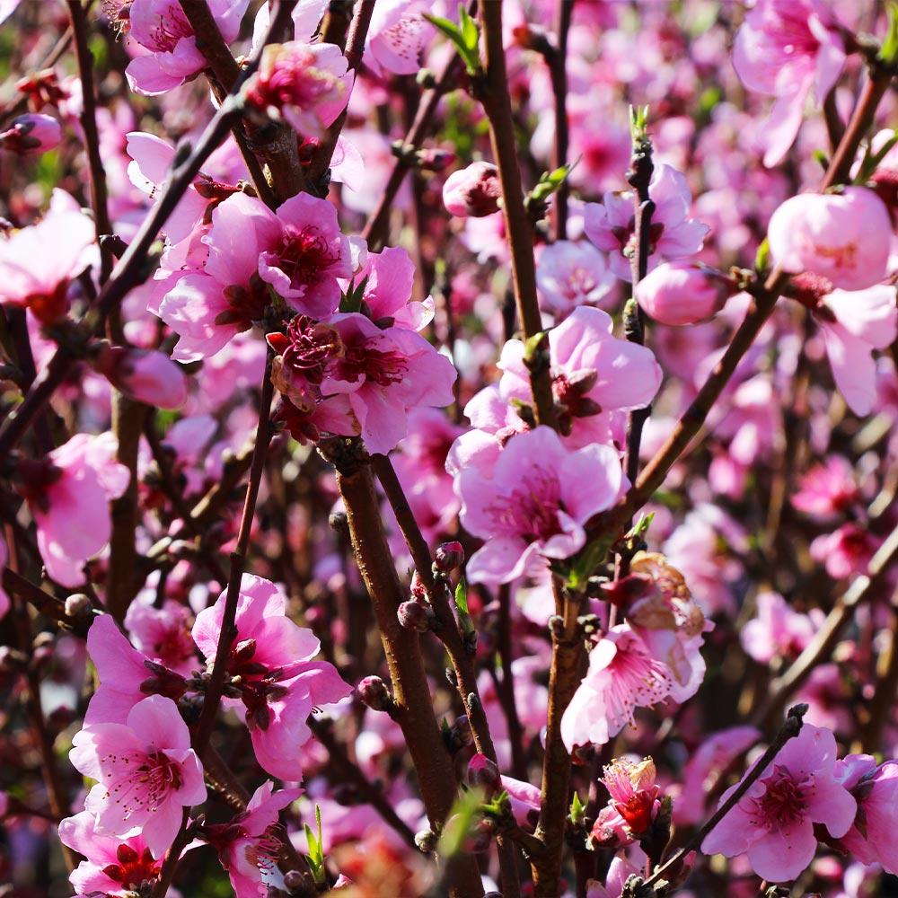Elberta Peach Tree - Image 5