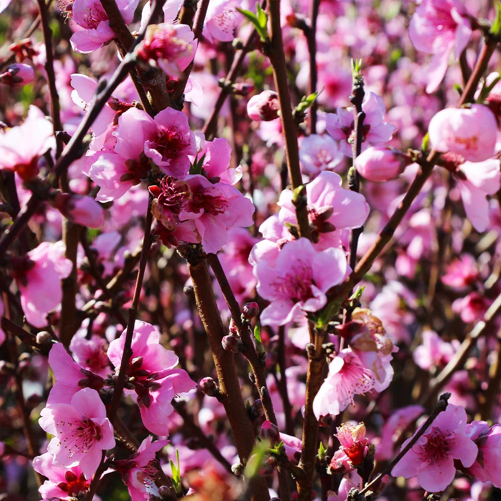 Elberta Peach Tree - Image 5