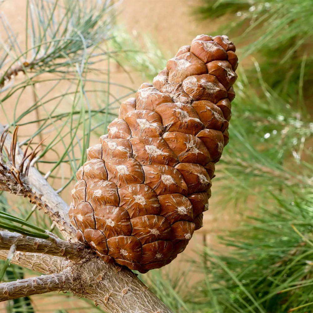 Eldarica Pine Tree - Image 3
