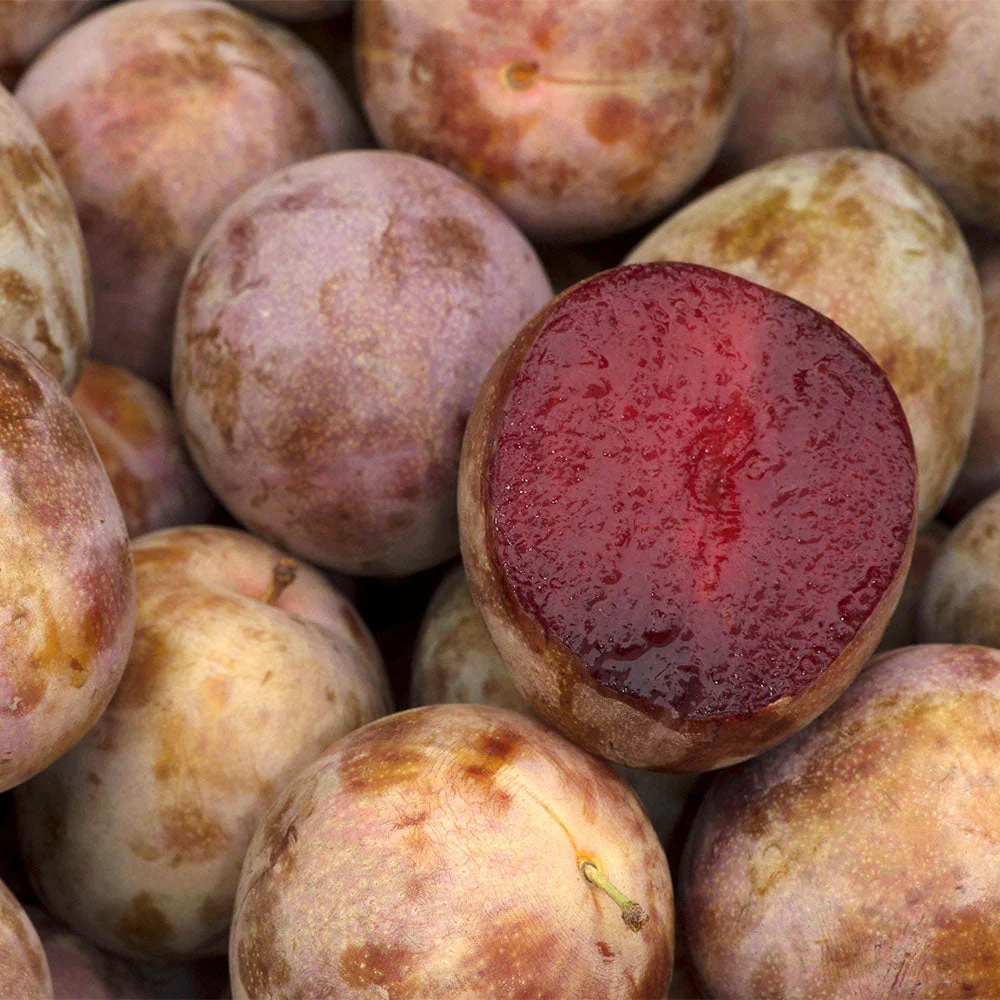 Elephant Heart Plum Tree - Image 2