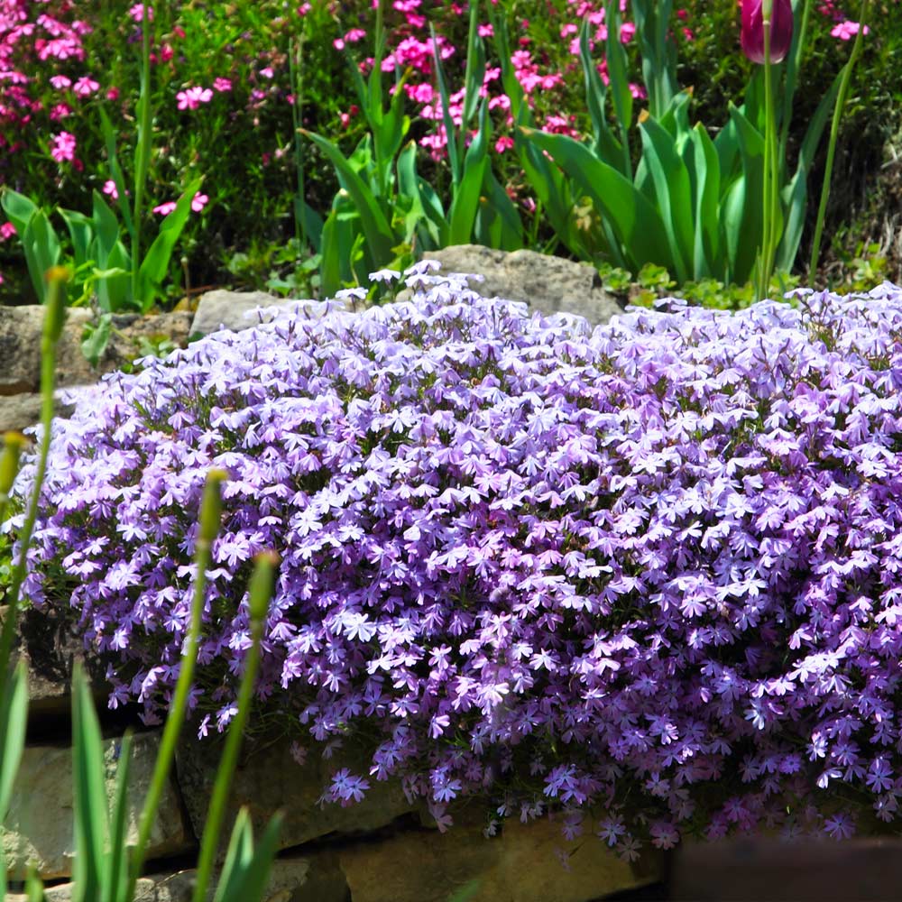Emerald Blue Creeping Phlox - Image 2