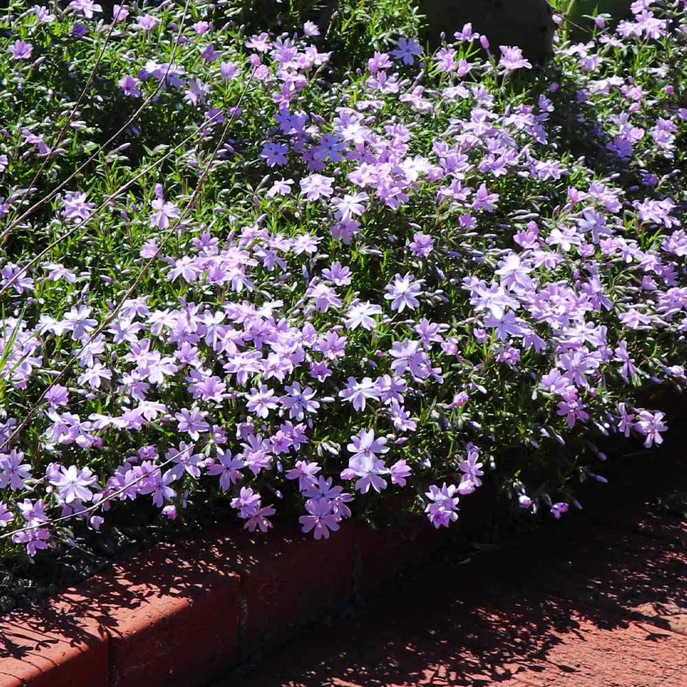Emerald Blue Creeping Phlox - Image 3