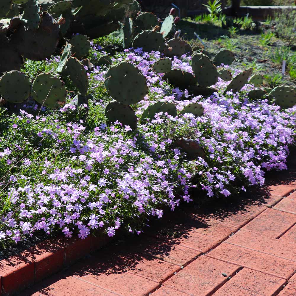 Emerald Blue Creeping Phlox - Image 4