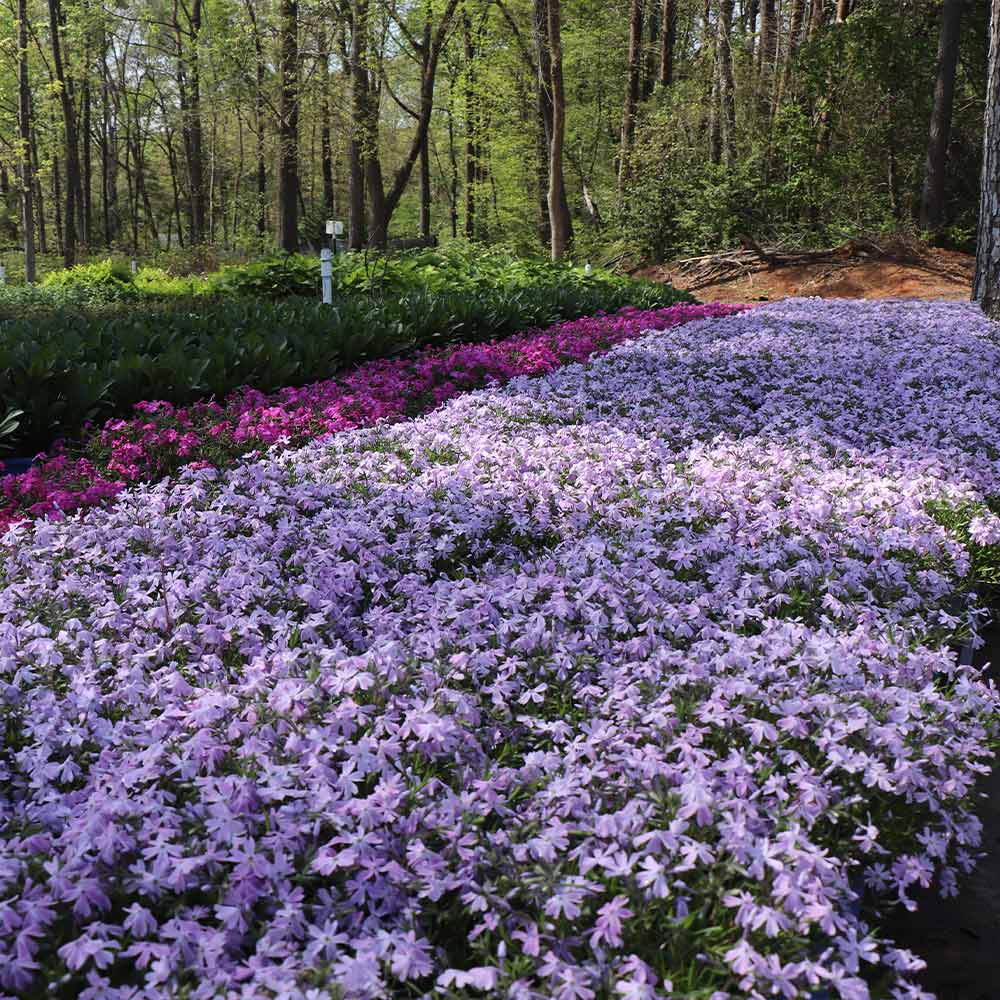Emerald Blue Creeping Phlox - Image 5