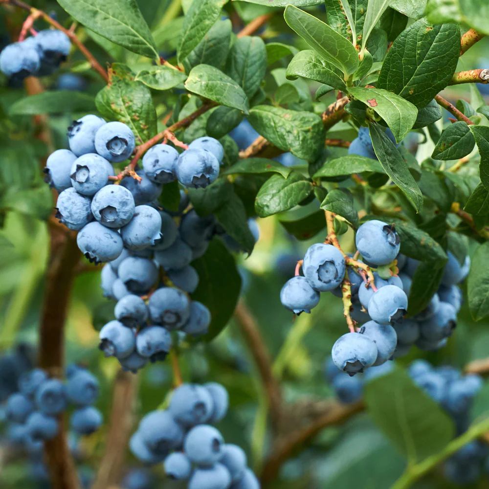 Emerald Blueberry Bush - Image 2