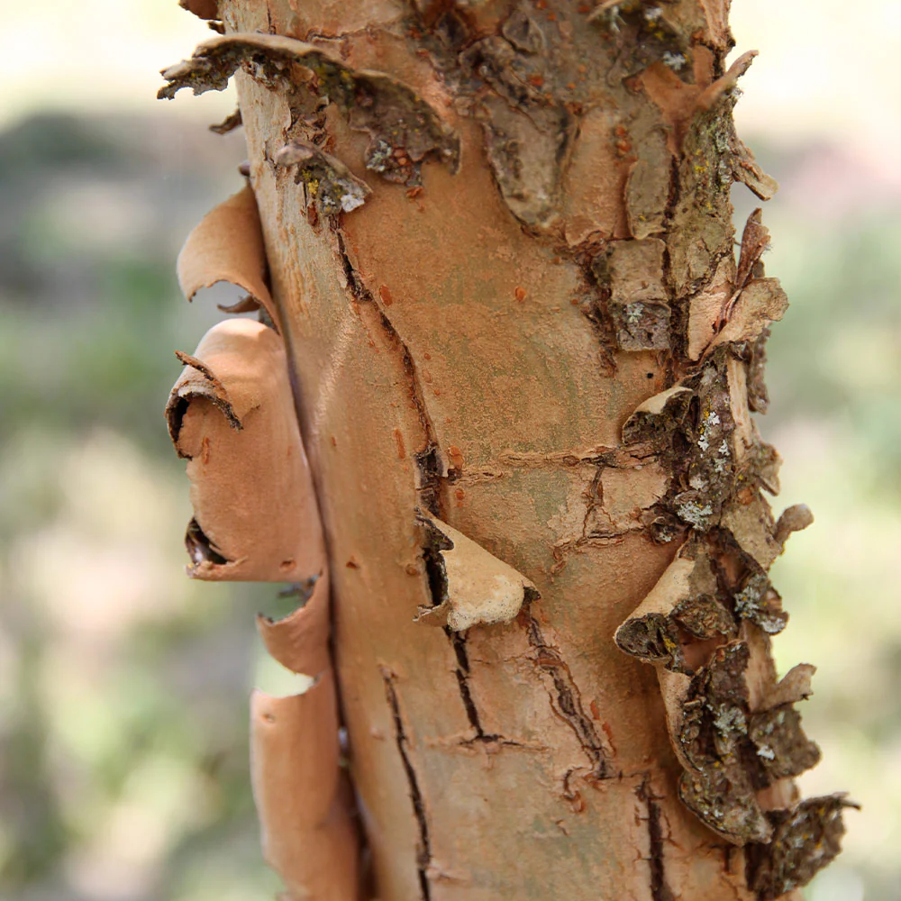 Emerald Flair Elm Tree - Image 4