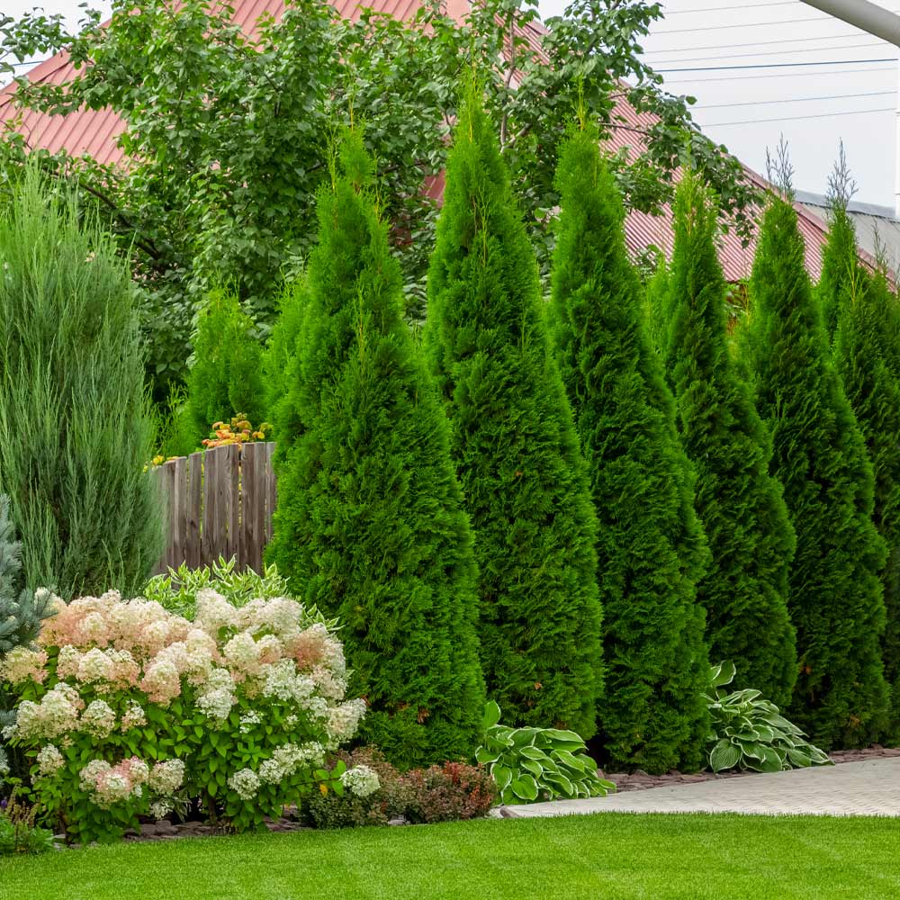 Emerald Green Arborvitae - Image 3
