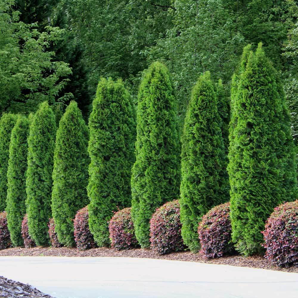 Emerald Green Arborvitae - Image 4