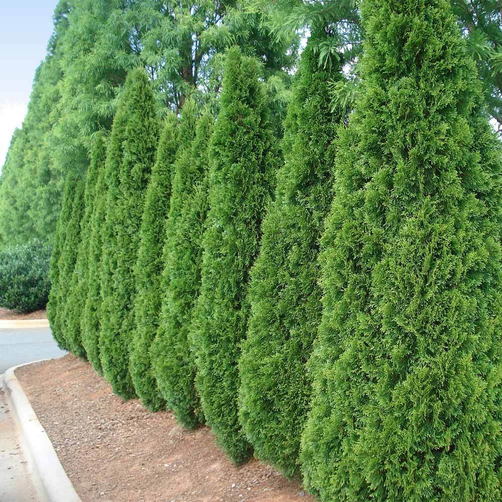 Emerald Green Arborvitae - Image 5