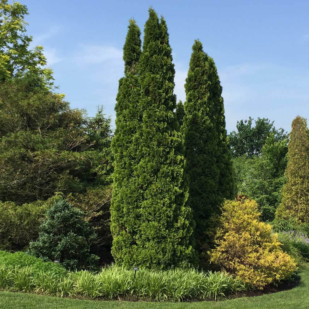 Emerald Green Arborvitae - Image 6
