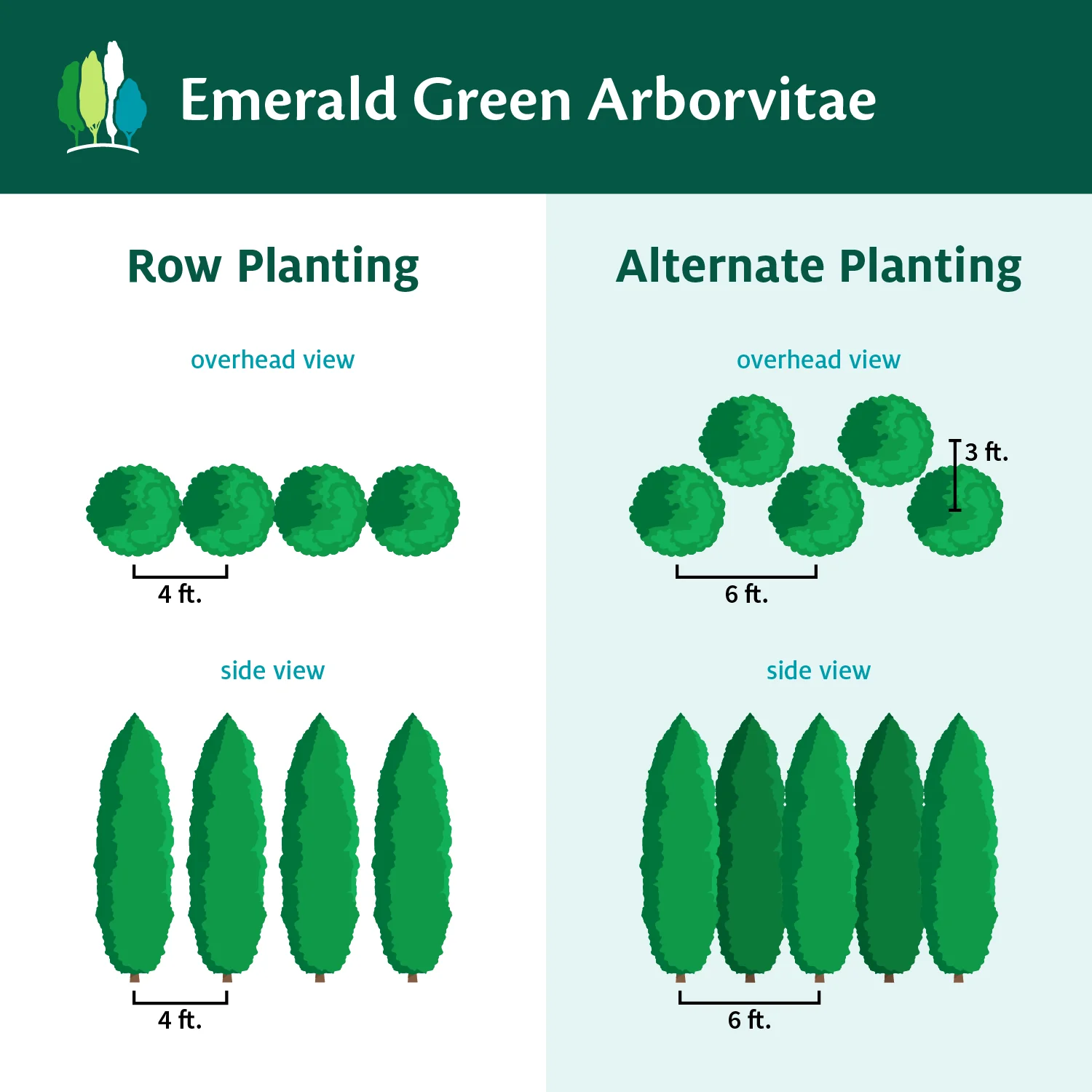 Emerald Green Arborvitae - Image 8