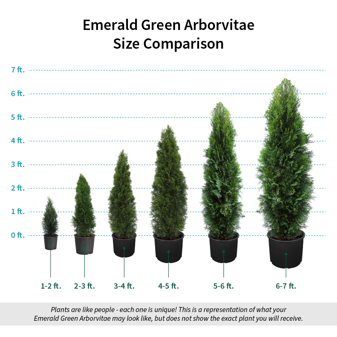 Emerald Green Arborvitae - Image 9