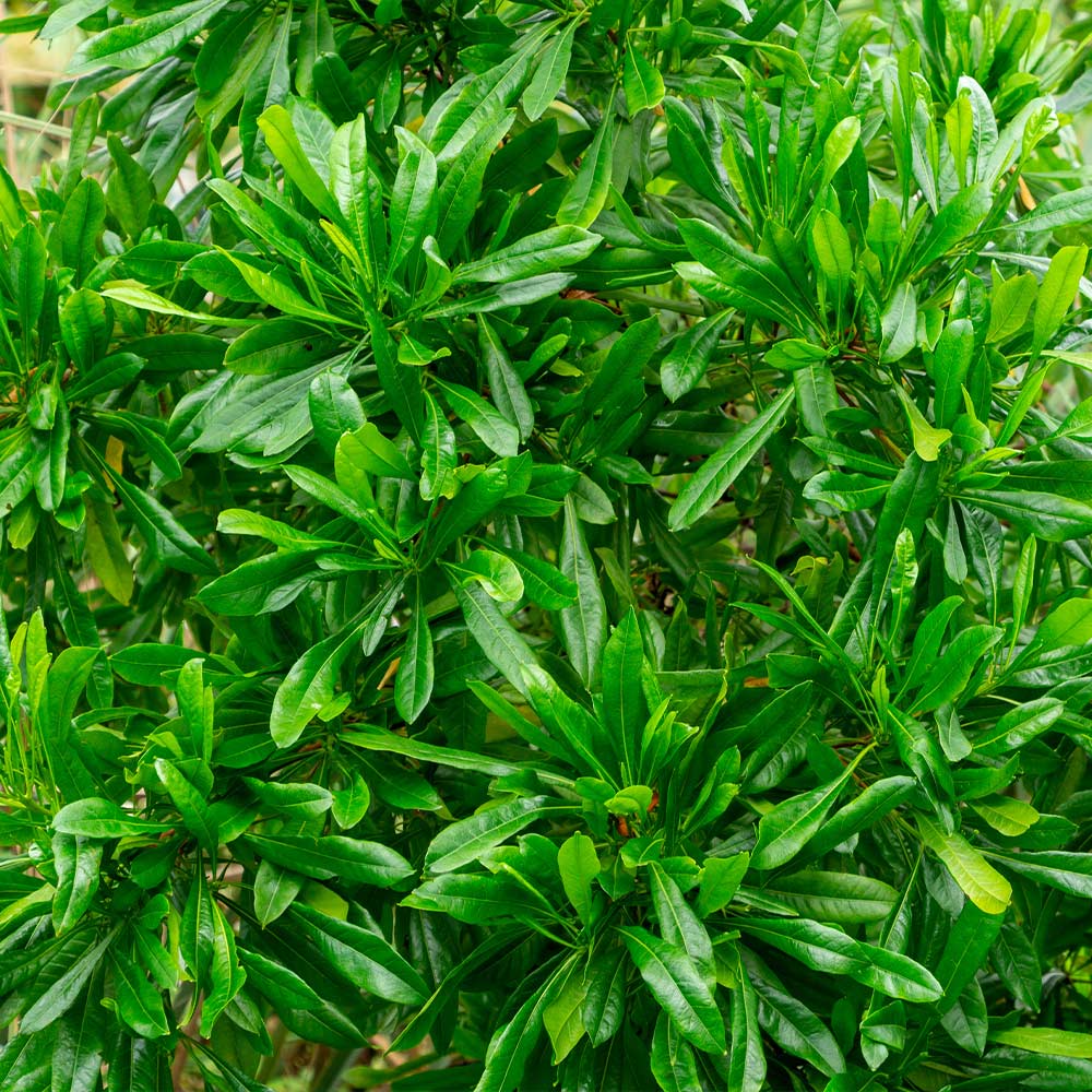 Emerald Ice Green Hopbush Shrub - Image 2
