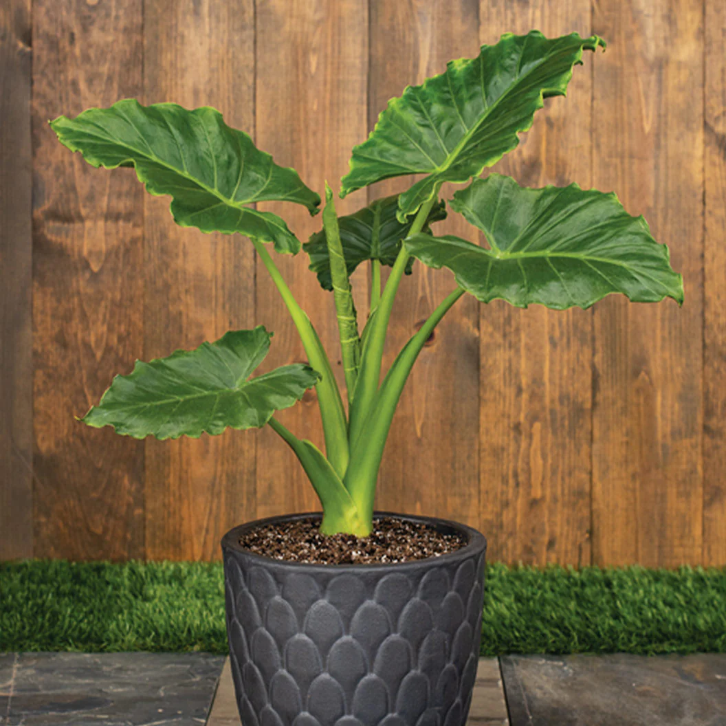Emerald Isle Alocasia - Image 2