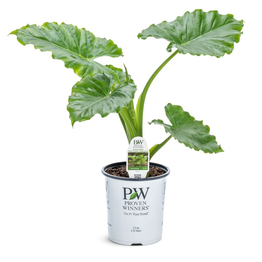 Emerald Isle Alocasia - Image 3