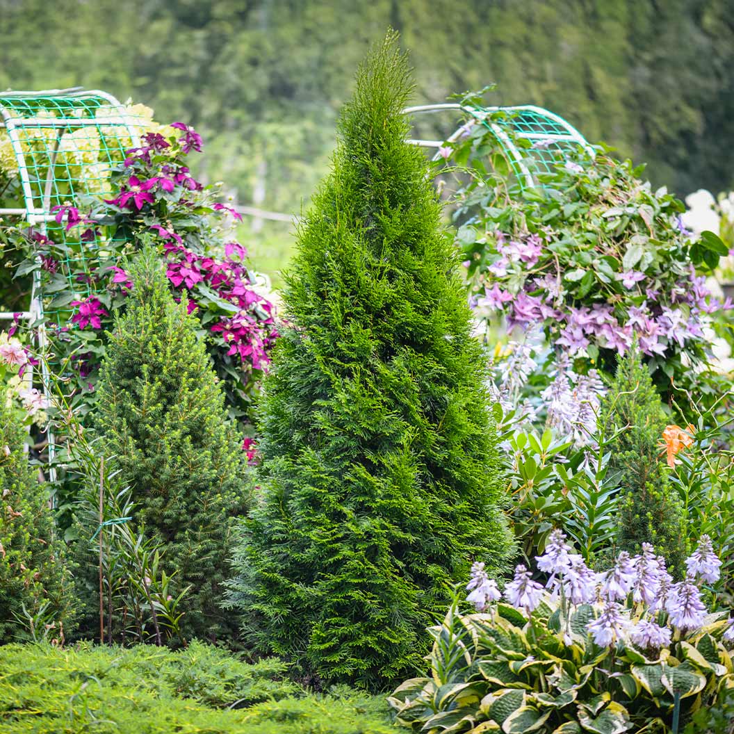 Emerald Petite™ Arborvitae Tree - Image 2